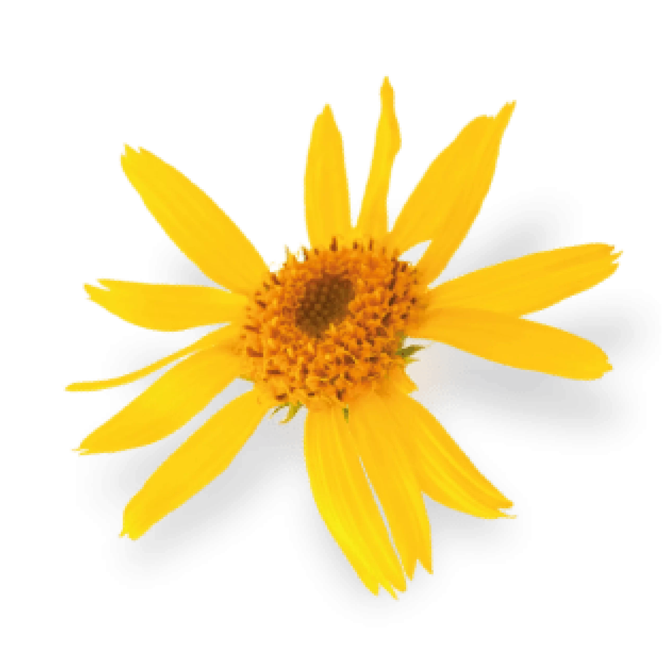 Arnica