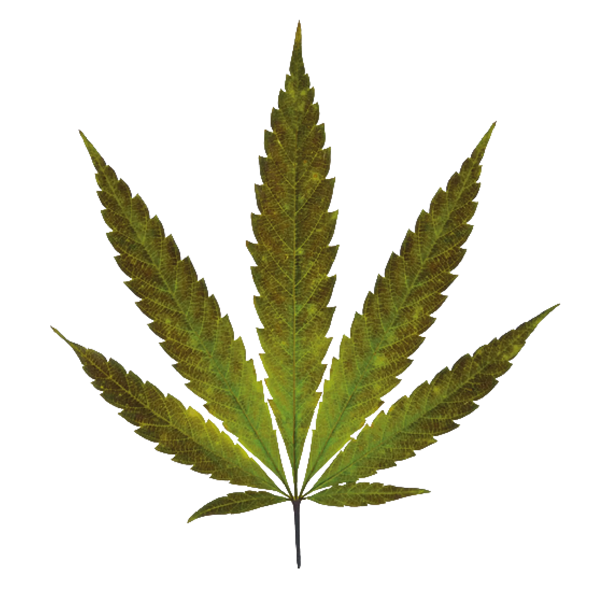 Cannabis